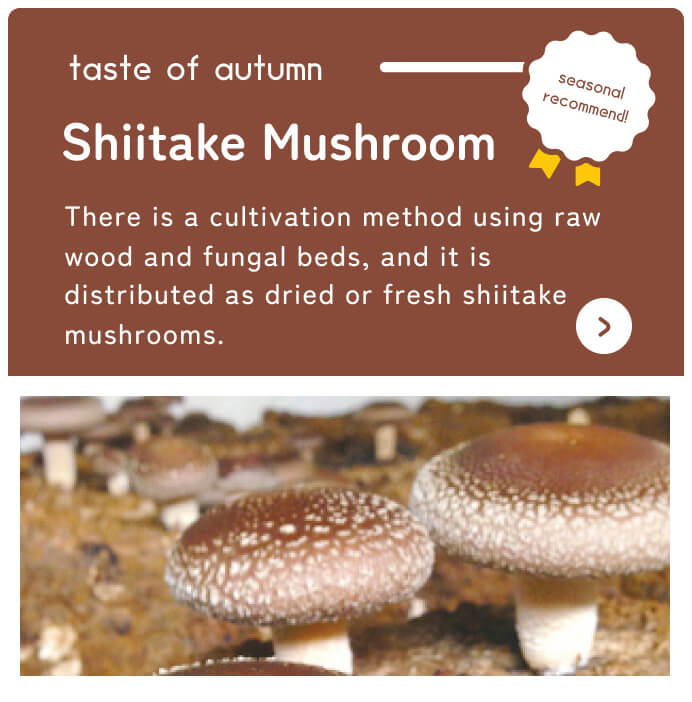 By Shizuoka Online Catalog Seasonal Recommendations Shiitake Mushrooms
