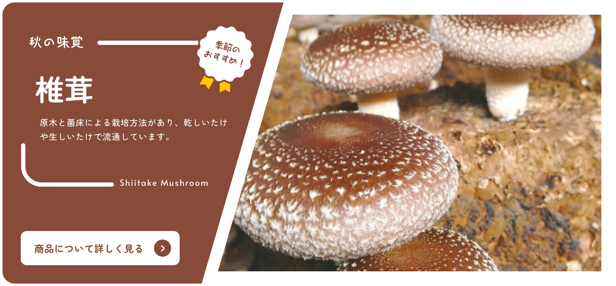 Von Shizuoka Online-Katalog Saisonale Empfehlungen Shiitake-Pilze