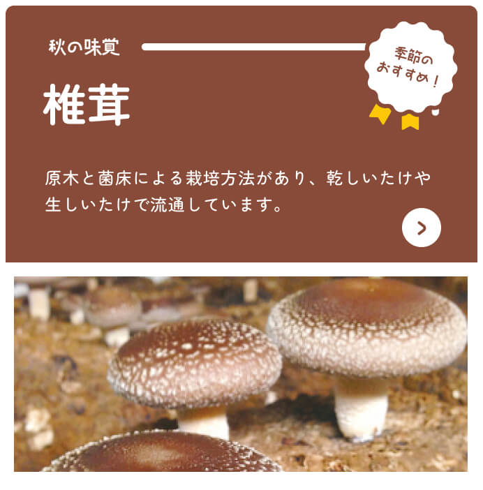 Por Shizuoka Catálogo en línea Recomendaciones de temporada Setas shiitake