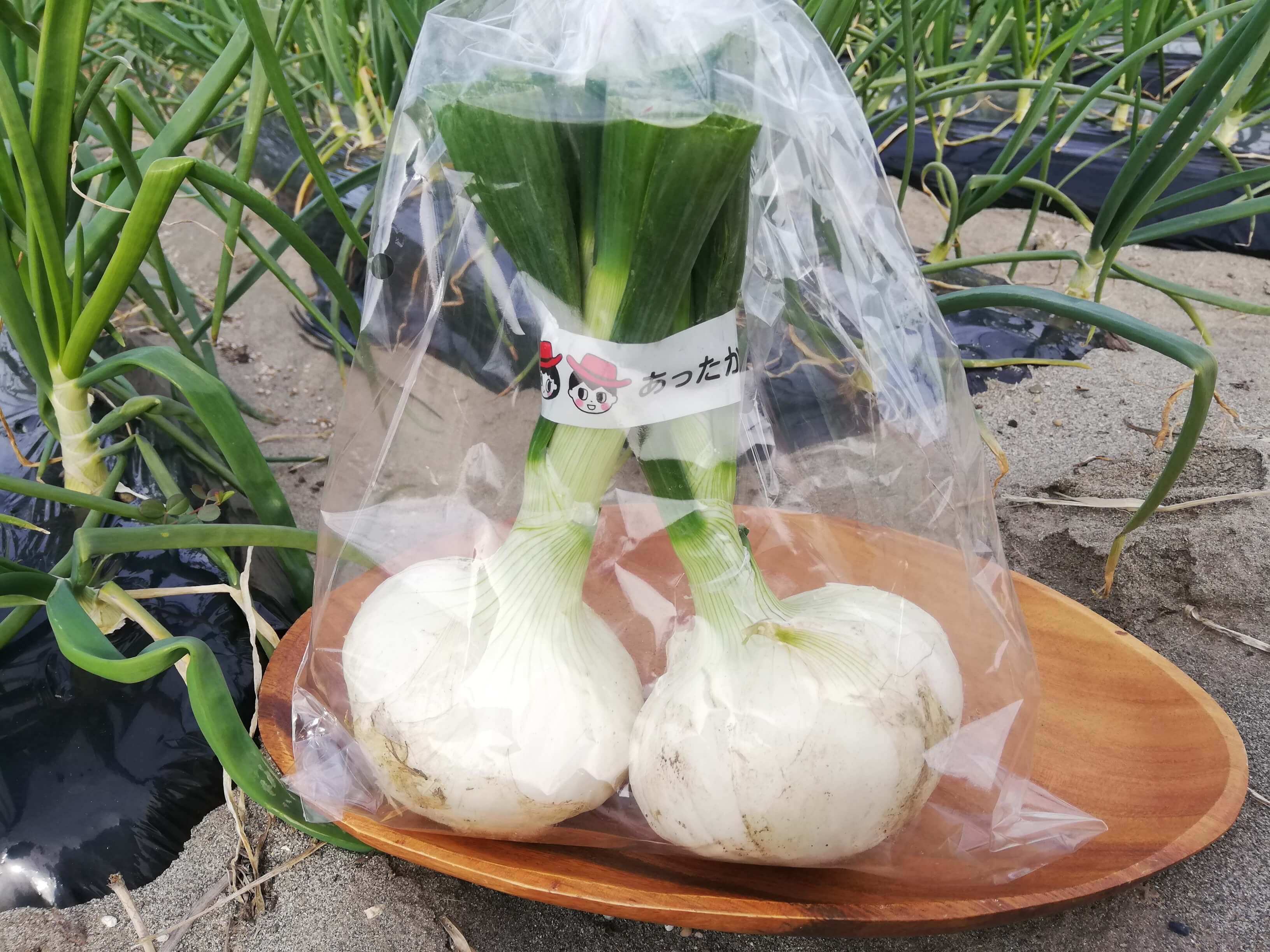 White onion with leaves from Shinohara (white, 2 pieces)