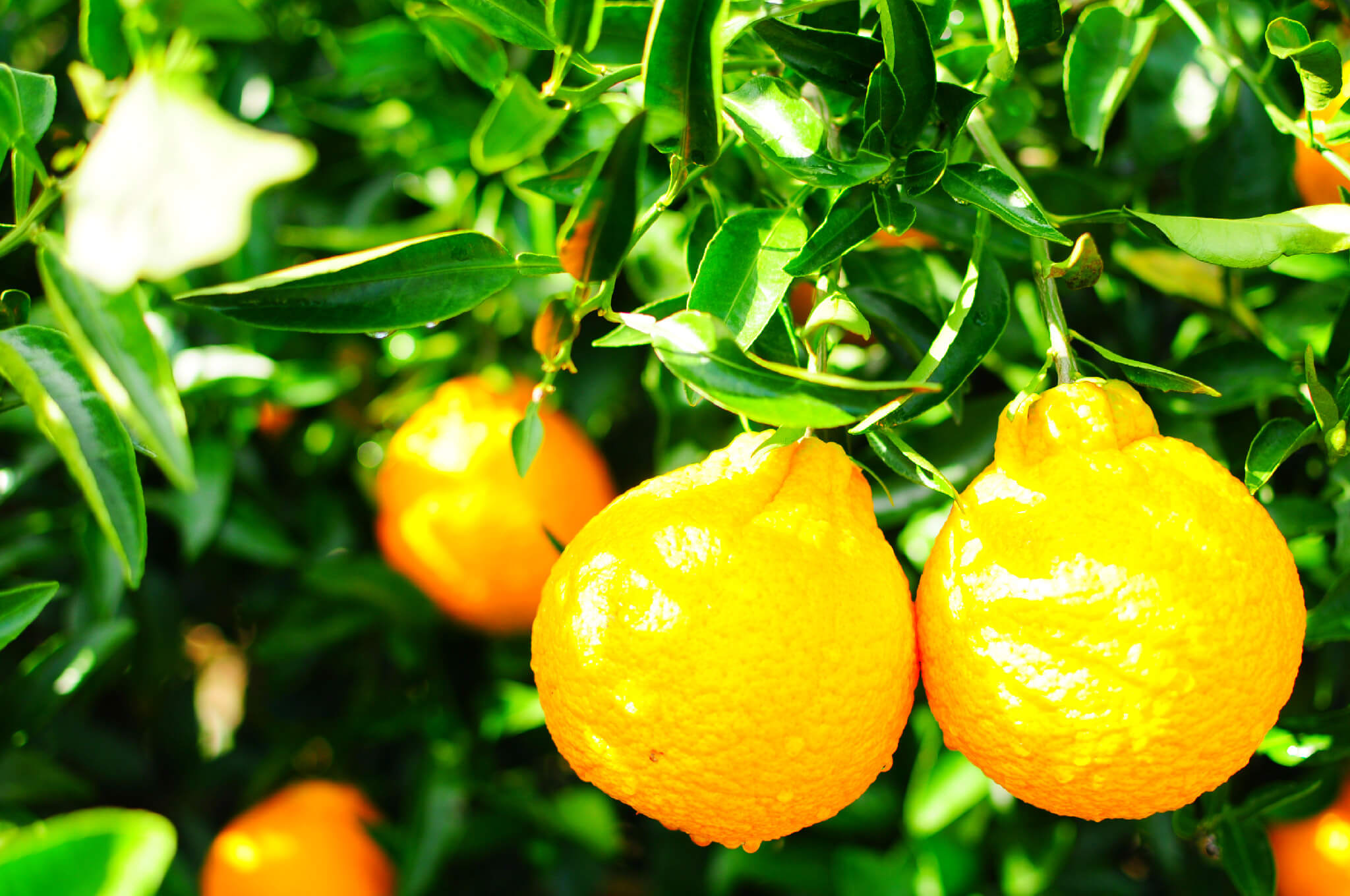 Granja de naranjas mandarinas Nishigaya Shiranui