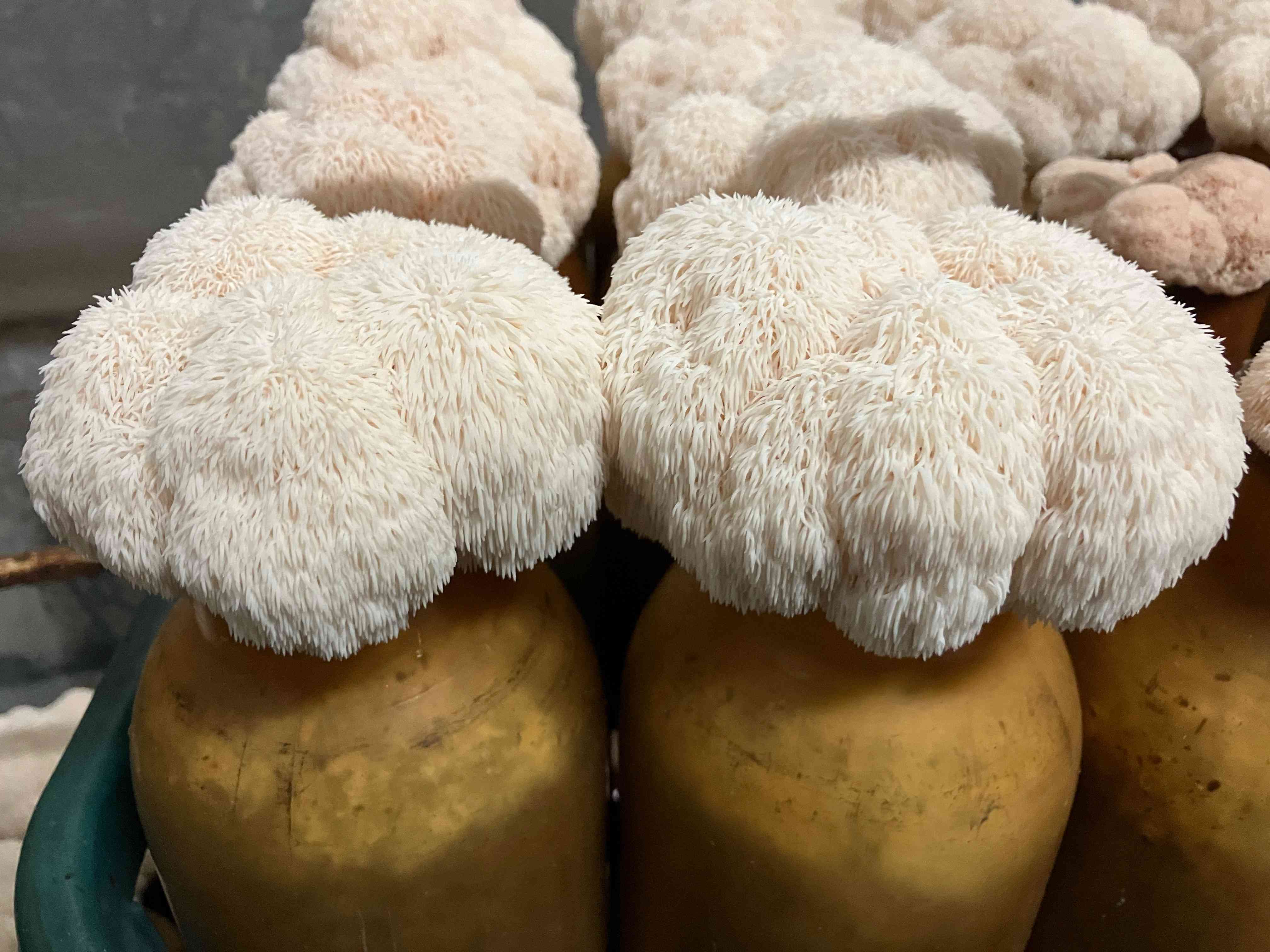 山伏茸