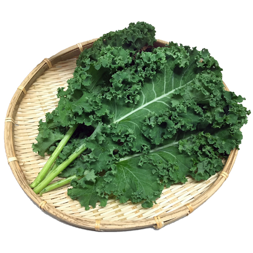 カーリーケール（サラダケール）