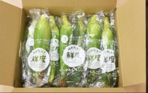 採りたてをご自宅へ！すぐ食べレンチンとうもろこし（甘々娘or甘太郎）