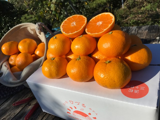 三ヶ日ひづるみかん（早生、中生、晩生）