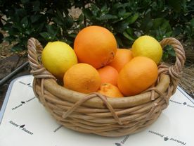 Nombre del producto