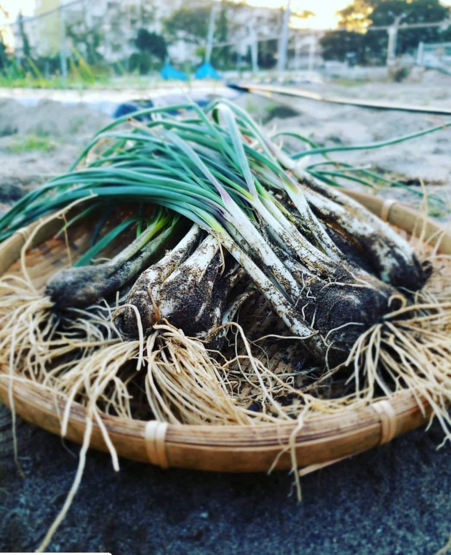 栽培期間中無農薬・無除草薬・無化成　土付きエシャレット