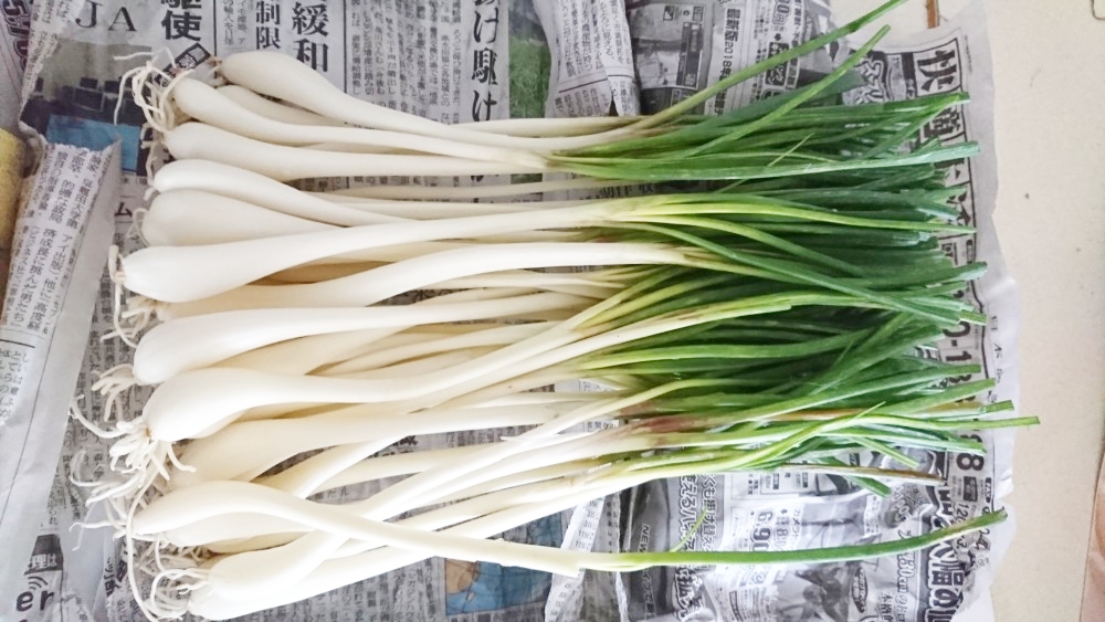 栽培期間中無農薬・無除草薬・無化成　洗いエシャレット