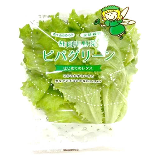 ビバグリーン（静岡県産水耕栽培）