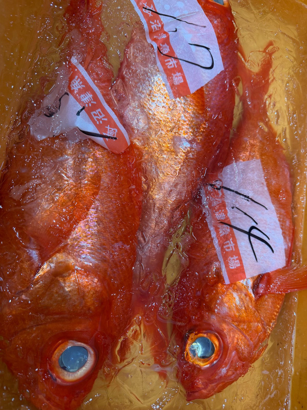 沼津港水揚げ鮮魚ボックス（産直）